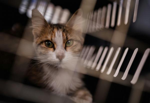 Un chat récupéré dans la banlieue sud de Beyrouth par l'ONG libanaise Animals Lebanon, dans une cage de transport, le 26 mars 2026