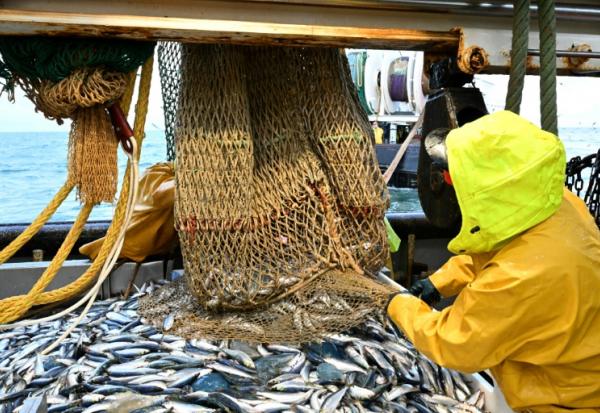 Ouvert d'un coup sec, le filet libère des milliers de sardines de belle taille
