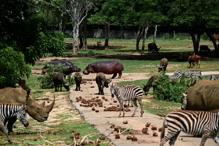 Des hippopotames, des buffles d'eau, des zèbres et des rhinocéros blancs au Zoo national de La Havane, le 15 septembre 2026 à Cuba