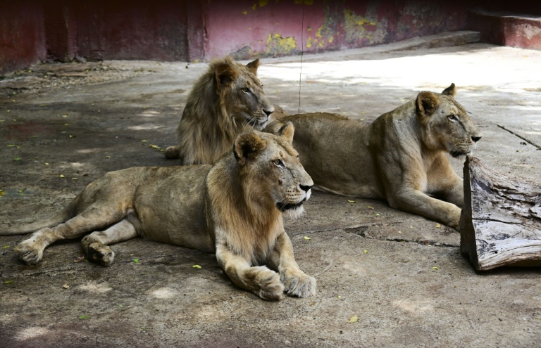 Des lions dans leur enclos au Zoo national de La Havane, le 15 septembre 2026 à Cuba