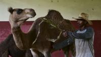 Un soigneur nourrit un dromadaire au Zoo national de La Havane, le 15 septembre 2026 à Cuba