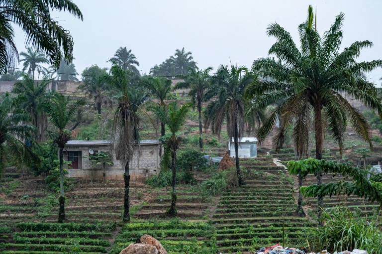 Des plantations à Kinshasa, en République démocratique du Congo, le 5 novembre 2025
