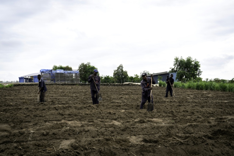 Des travailleurs préparent le sol avant de planter des légumes à Inye, dans la commune de N'sele, près de Kinshasa, le 7 novembre 2025, en République démocratique du Congo