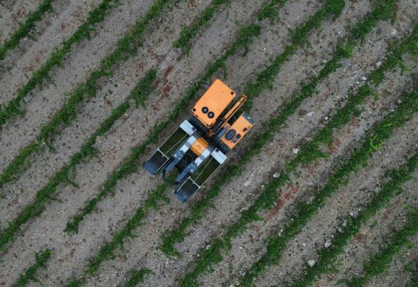 Alain Gleyzes, viticulteur à La Palme (Aude), a commencé à récolter un raisin muscat petit grain le 30 juillet 2026