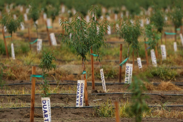 Des amandiers plantés pour remplacer des vignes abandonnées, le 13 octobre 2025 à Lodi, en Californie