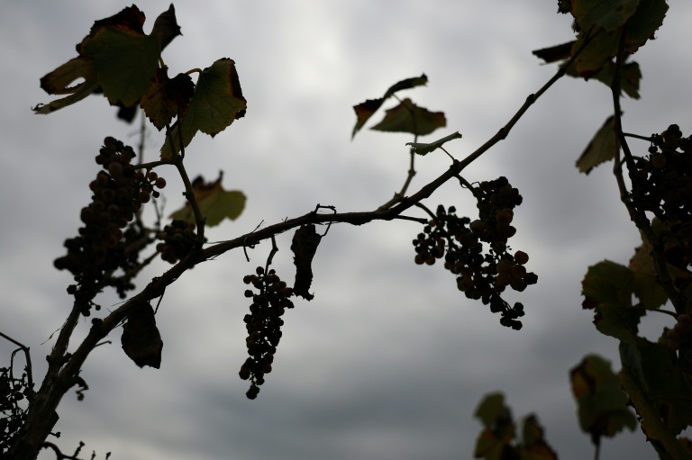 Des grappes de raisin pourrissent dans les rangs d'un ancien vignoble, le 13 octobre 2025 à Lodi, en Californie
