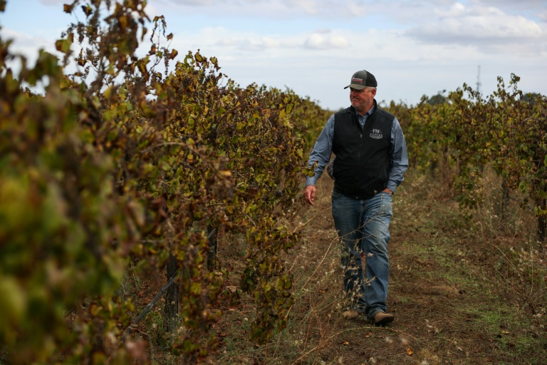 Randy Baranek, dont la famille travaille la vigne depuis plusieurs générations, passe dans les rangs d'une vigne abandonnée, le 13 octobre 2025 à Lodi, en Californie