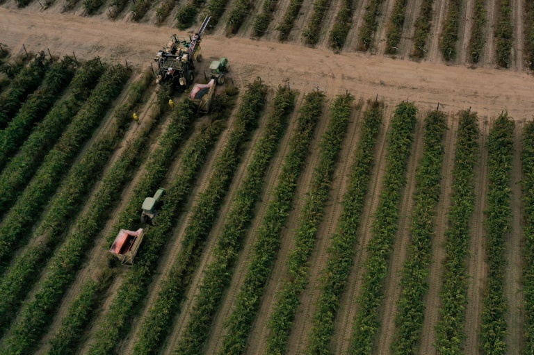 Vue aérienne d'une vendangeuse dans les rangs d'un vignoble de la vallée Centrale, le 13 octobre 2025 à Lodi, en Californie