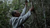 Heriniaina Randrianarimanga tient une liane de poivre sauvage tsiperifery poussant sur son arbre tuteur dans la région d’Analamanga à Madagascar, le 19 septembre 2026