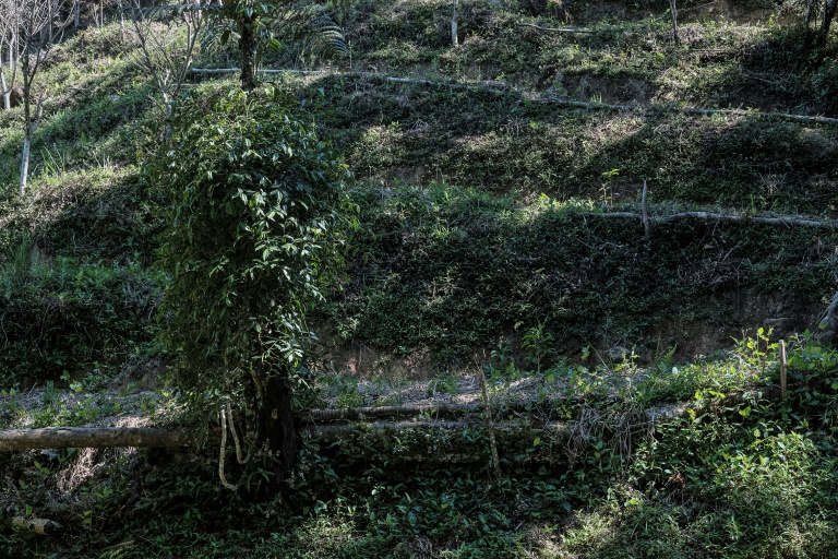 Un plant de poivrier sauvage tsiperifery, âgé de trois ans, se développe vigoureusement sur dans la forêt de Mandraka, à Madagascar, le 26 septembre 2026