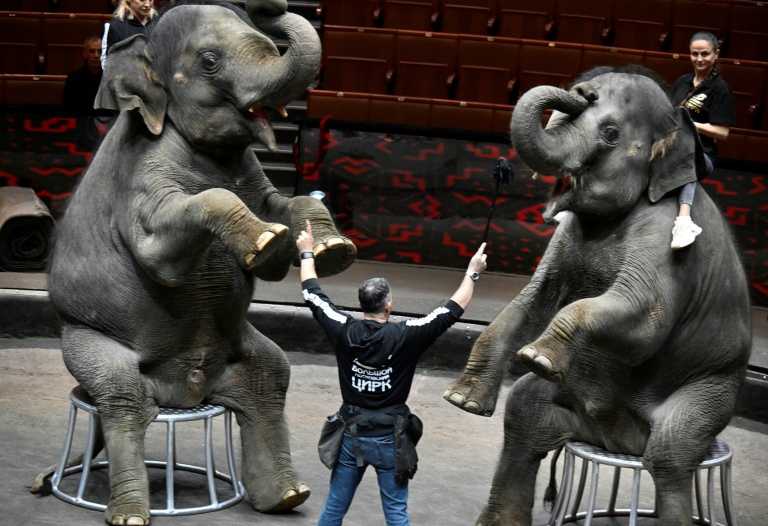 Le dresseur français Ivan Deforge lors d'une séance de dressage avec des éléphants, au Grand cirque de Moscou, le 1er octobre 2026