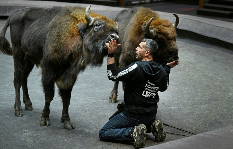 Le dresseur français lors d'une séance de travail avec des bisons d'Europe au Grand cirque de Moscou, le 1er octobre 2026