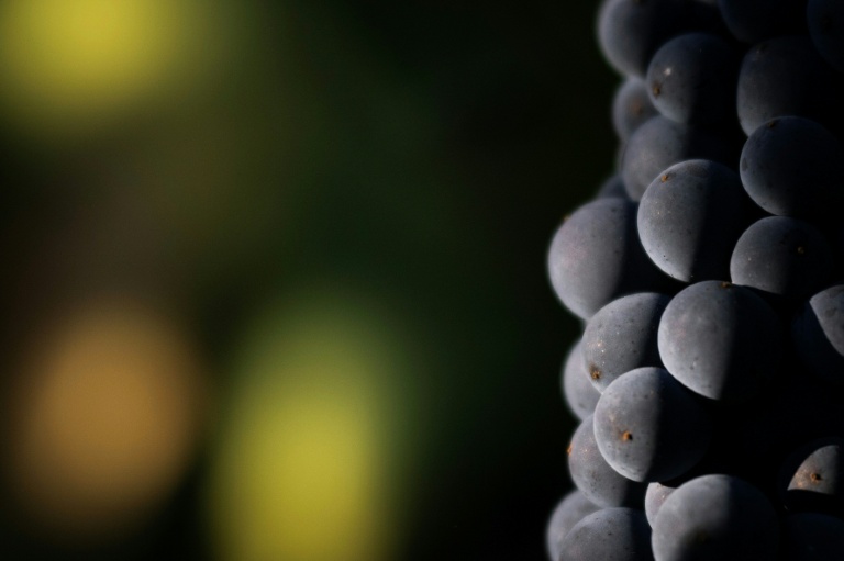 Détail d'une grappe de raisin dans l'est de la France, le 19 août 2025