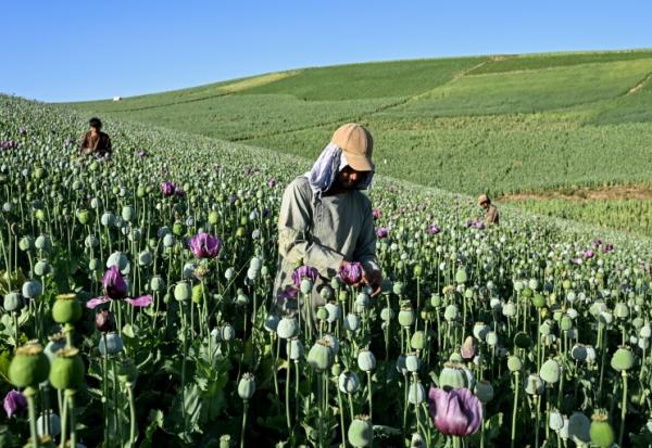 Des agriculteurs récoltent la sève de pavots dans un champ de la province du Badakhshan, le 15 juin 2026 en Afghanistan