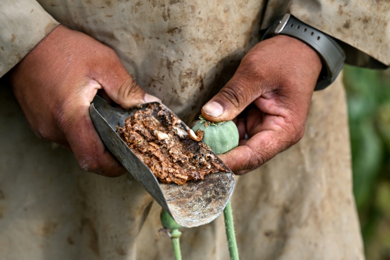 Un agriculteur récolte la sève de pavot dans un champ de la province du Badakhshan, le 22 juin 2026 en Afghanistan
