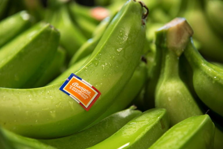 530 exploitations vivent de la production de bananes en Guadeloupe et en Martinique