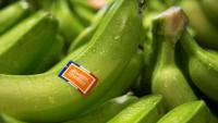 530 exploitations vivent de la production de bananes en Guadeloupe et en Martinique