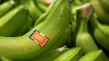 530 exploitations vivent de la production de bananes en Guadeloupe et en Martinique
