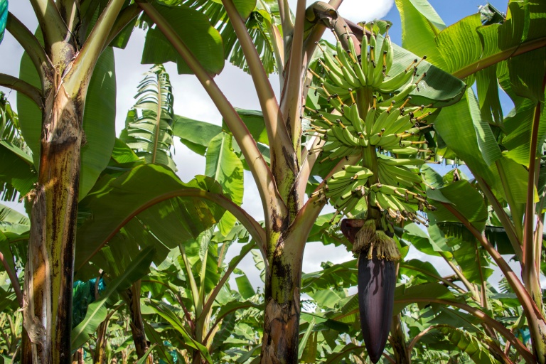 Une bananeraie à Capesterre Belle-Eau, en Guadeloupe, le 10 avril 2018