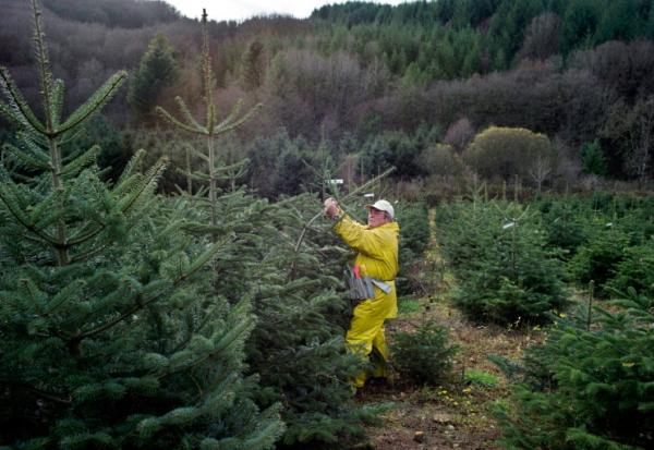 Dernières expéditions de sapins de Noël avant les fêtes, le 05 décembre 2011 à Planchez dans la Nièvre