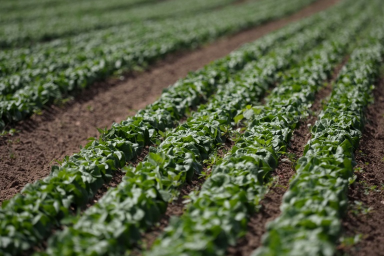 Après un été de sécheresse, légumes et maraîchers reprennent des couleurs