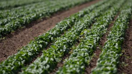 Après un été de sécheresse, légumes et maraîchers reprennent des couleurs