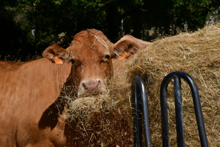 Une vache nourrie avec du foin à Mazeirat, dans la Creuse, en raison de la sécheresse, le 7 juillet 2026 