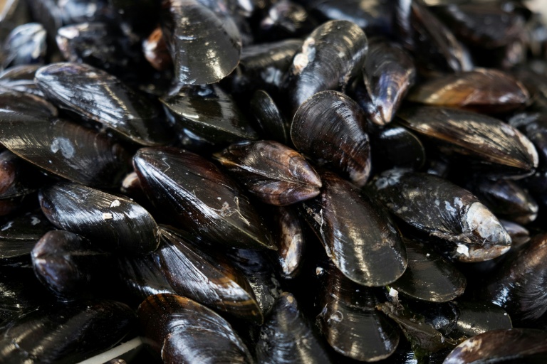Après un été sec et brûlant, la moule française en souffrance
