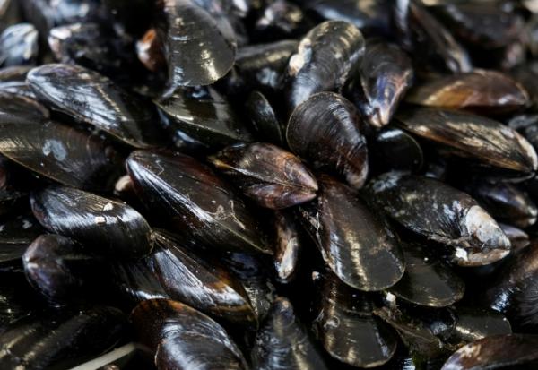 Après un été sec et brûlant, la moule française en souffrance
