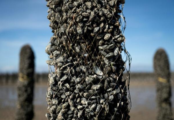 Un pieu à moules dont une partie des moules a disparu, au sein de l'exploitation Maine père & fils, au large de Bricqueville-sur-Mer, dans la Manche, le 13 septembre 2026