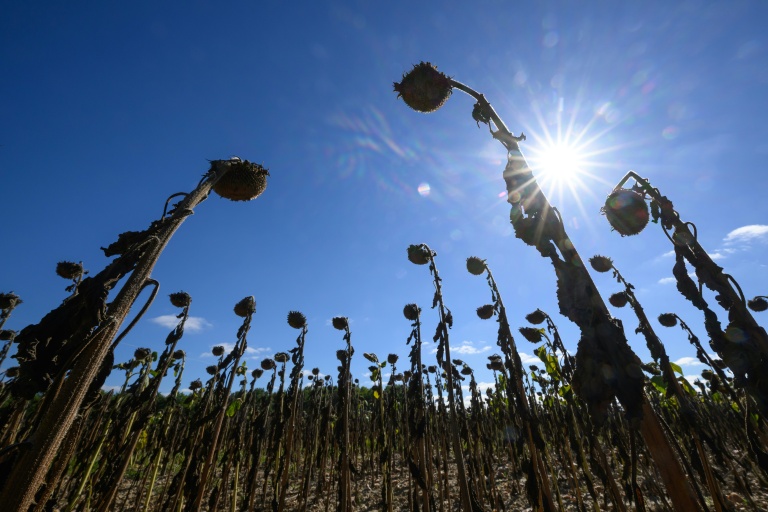 Après une sécheresse historique, Solidarité Paysans au chevet d'agriculteurs à bout