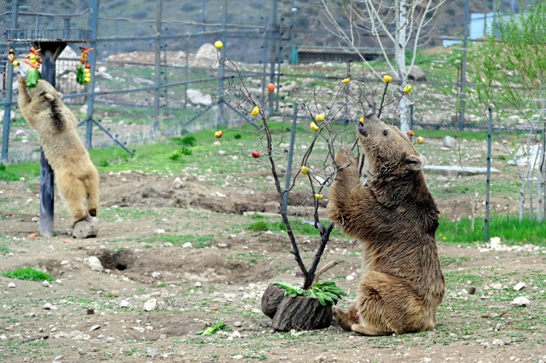 Des ours, secourus de la captivité, renouent avec une vie mi-sauvage dans un centre de réhabilitation de la Fondation pour la préservation de la faune et du patrimoine culturel (FPWC) près du village d'Urtsadzor, en Arménie, le 21 avril 2026