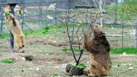 Des ours, secourus de la captivité, renouent avec une vie mi-sauvage dans un centre de réhabilitation de la Fondation pour la préservation de la faune et du patrimoine culturel (FPWC) près du village d'Urtsadzor, en Arménie, le 21 avril 2026