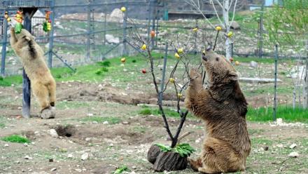 Des ours, secourus de la captivité, renouent avec une vie mi-sauvage dans un centre de réhabilitation de la Fondation pour la préservation de la faune et du patrimoine culturel (FPWC) près du village d'Urtsadzor, en Arménie, le 21 avril 2026