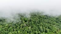 La forêt protégée des montagnes centrales des Cardamomes, dans la province de Koh Kong, le 10 juin 2026. Ce massif, qui s'étend sur plus d'un million d'hectares dans le sud-ouest du Cambodge, est considéré comme l'une des dernières forêts tropicales les plus importantes de la région