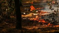 Des feux dans la forêt de Lege-Cap-Ferret, le 29 juillet 2026