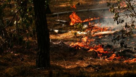 Des feux dans la forêt de Lege-Cap-Ferret, le 29 juillet 2026