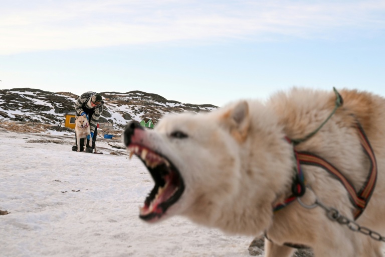 Le musher Nukaaraq Olsen prépare ses chiens de traîneau pour une promenade près de Sisimiut, au Groenland, le 31 janvier 2026