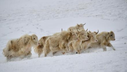 Un troupeau de yaks blancs dans un pâturage enneigé à 3 000 mètres d'altitude dans les montagnes reculées du Kirghizistan, le 2 février 2026