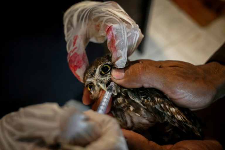 Des vétérinaires hydratent un oisillon de chouette au Centre de sauvetage de la faune sauvage de Margallah, à Islamabad, le 7 juillet 2026 au Pakistan