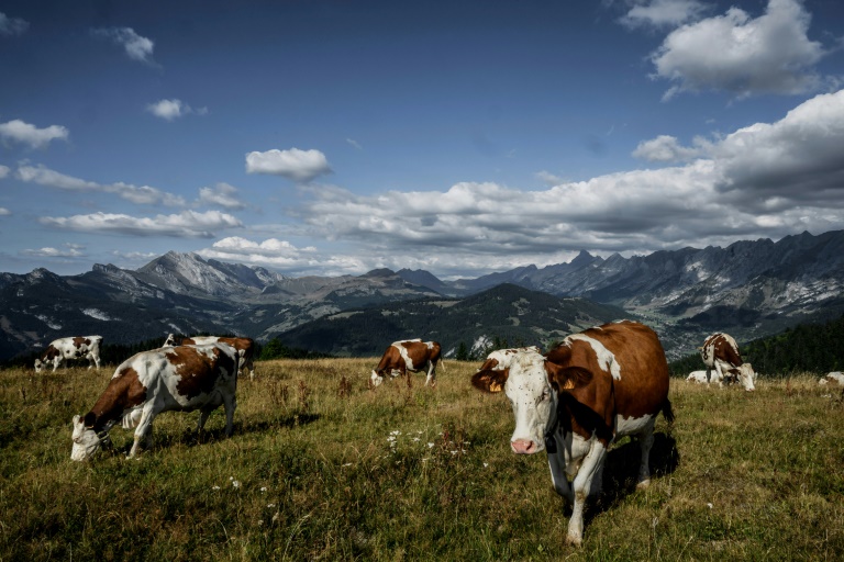 Photo d'archives d'un troupeau de vaches au-dessus de La Clusaz en Haute-Savoie, le 22 août 2022