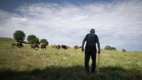 Emil Deliev, éleveur bulgare de 58 ans, traverse une prairie tandis que ses vaches paissent près du village de Sofiytsi, dans la commune de Dzhebel, au sud-est de la Bulgarie, le 9 juin 2026