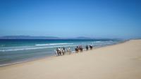 Des touristes se promènent à cheval sur la plage de Comporta, le 11 septembre 2025 au Portugal
