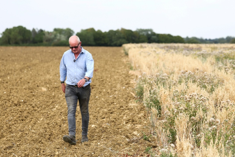 John Pawsey, agriculteur, dans ferme de Shimpling park à Bury St Edmunds (Est de l'Angleterre) dont les terres sont frappées par la très forte sécheresse qui touche le Royaume-Uni. Photo prise le 5 août 2026