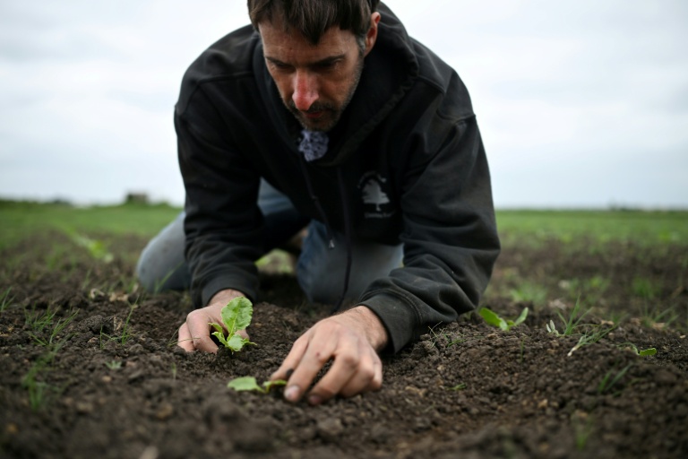 L'agriculteur britannique Luke Abblitt inspecte son champ de betteraves à sucre, dans le Cambridgeshire, dans l'est de l'Angleterre, le 15 mai 2025