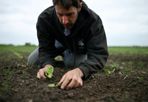 L'agriculteur britannique Luke Abblitt inspecte son champ de betteraves à sucre, dans le Cambridgeshire, dans l'est de l'Angleterre, le 15 mai 2025