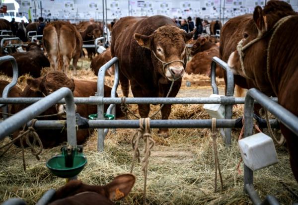 Des vaches au Sommet de l'élevage à Cournon-d'Auvergne, le 8 octobre 2026 dans le Puy-de-Dôme