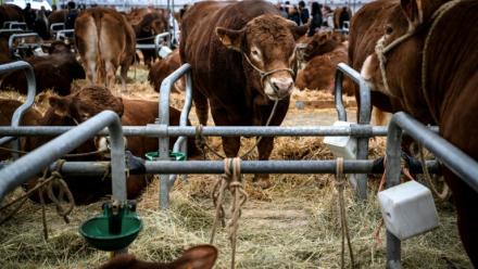 Des vaches au Sommet de l'élevage à Cournon-d'Auvergne, le 8 octobre 2026 dans le Puy-de-Dôme