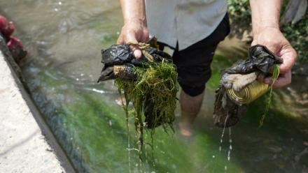Nematoullo Bassirov, 58 ans, montre des déchets ramassés dans le canal d'irrigation qui passe dans sa cour, le 27 août 2025 à Kolkhozobod, dans le sud-ouest du Tadjikistan