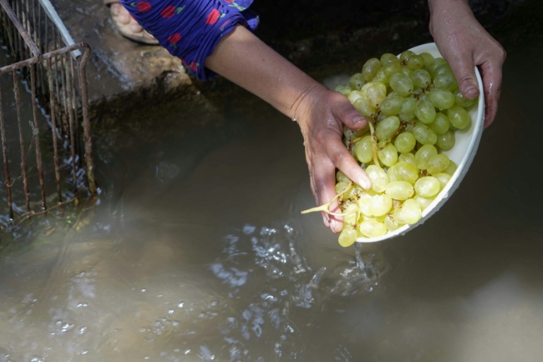 Une femme lave des raisins dans un canal d'irrigation qui traverse le village de Kolkhozobod, le 27 août 2025, dans le sud-ouest du Tadjikistan